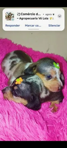 Filhotes de Dachshund fêmeas 