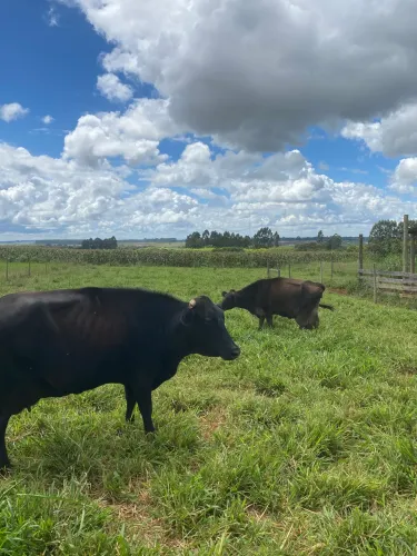 Vacas Jersolanda - 15 e 23 litros 3ª e 4ªcria
