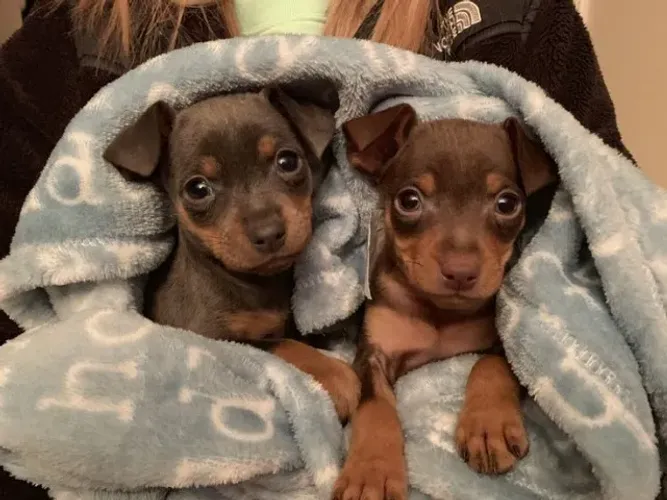 Pinscher/Pincher Cachorro Inteligente e Lindo Macho e Fêmea com Garantias