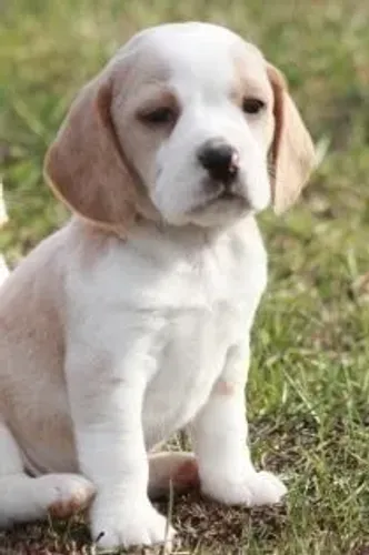Beagle Um cachorrinho para viver novas aventuras e momentos