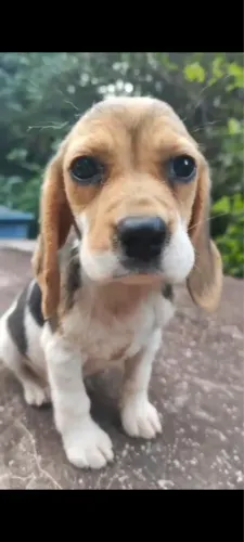 Linda fêmea mini beagle 