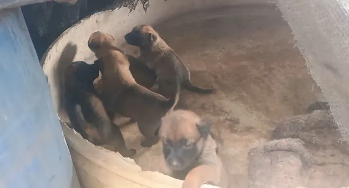 Malinois 