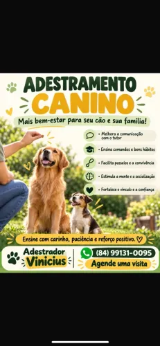 Adestramento básico