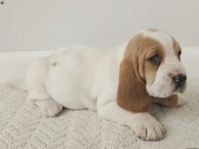 Basset Hound disponível hoje - leve agora