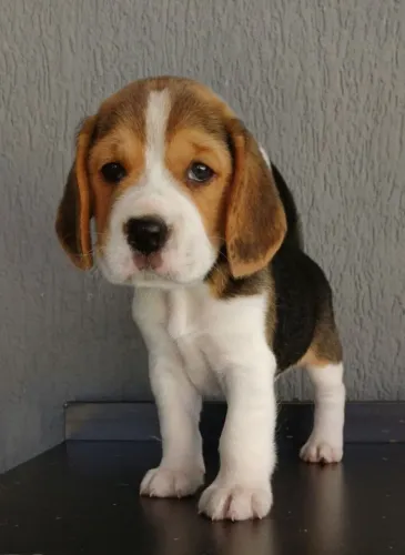 Beagle - Um doce de Filhote 