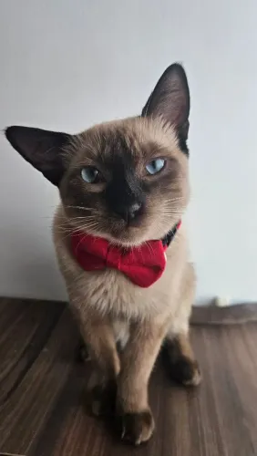 Gato siamês pra adoção responsável