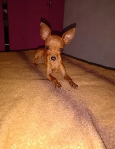 Pinscher zero pais bem pequenos(Fêmea)
