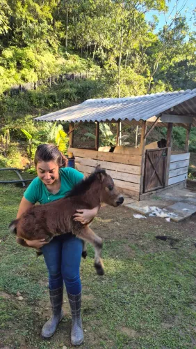 Potrinho de ponei e uma ponei femea pra venda!