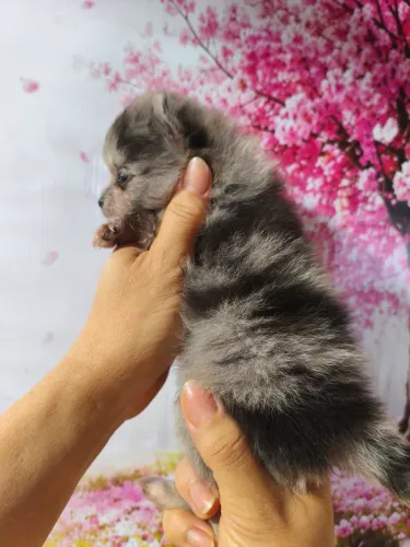 Lulu da pomerania macho e fêmea