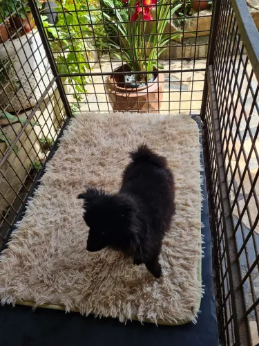Vende spitz alemão filhote