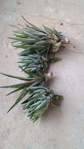 Mudas de abacaxis (flocos)