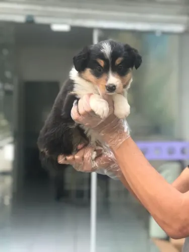 Border Collie Macho Muito Inteligente | Loja Física e Pedigree Oficial