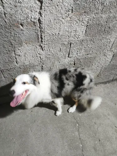 Border Collie Macho Procura Fêmea para Reprodução 