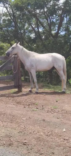 Cavalo TROCO EM OUTRO