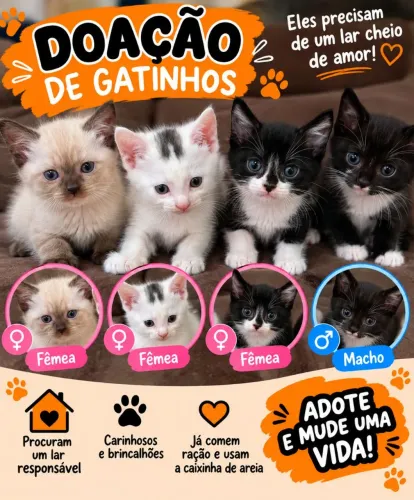 Doação gatos