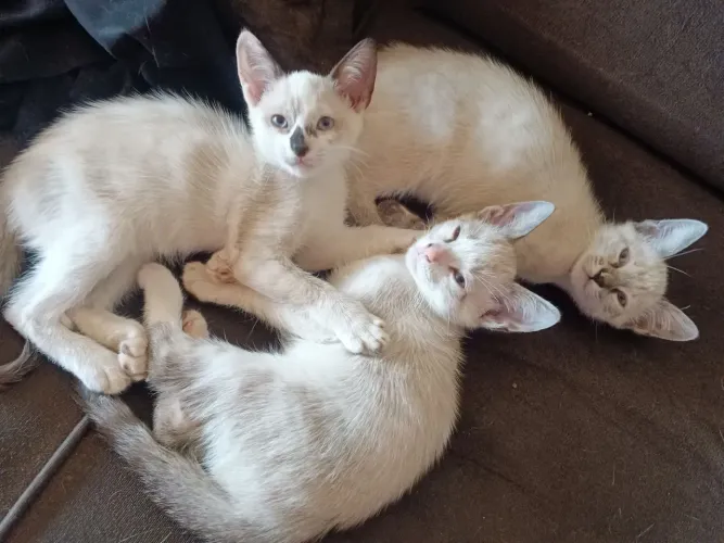 Três gatinhas fêmea disponível para adoção