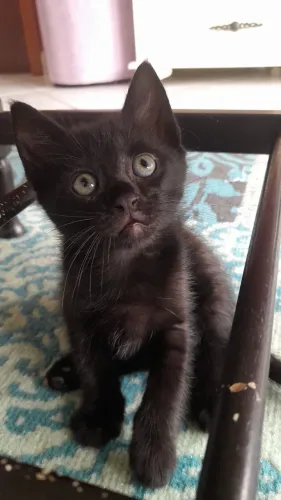 Doação gato filhote