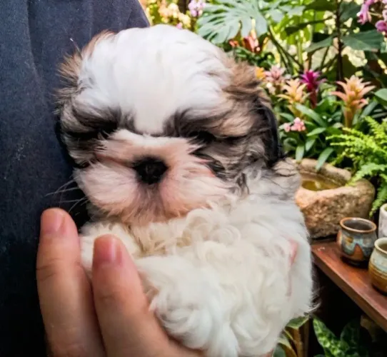 DISPONÍVEL SHIHTZU MACHO