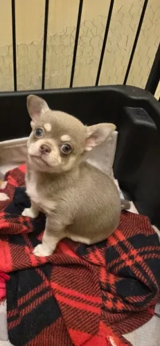Chihuahua
