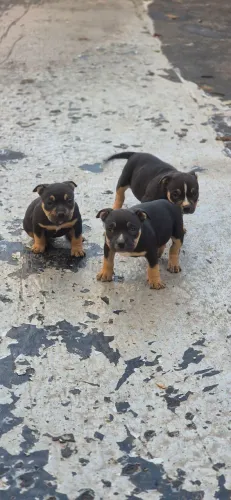 American bully triblack 