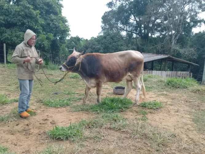 Vaca Jersey primeira cria