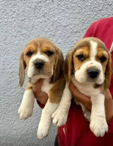 Beagle Mini 12x No Cartão! Promoção imperdivel - Padrão Excelente Para Clientes Exigentes