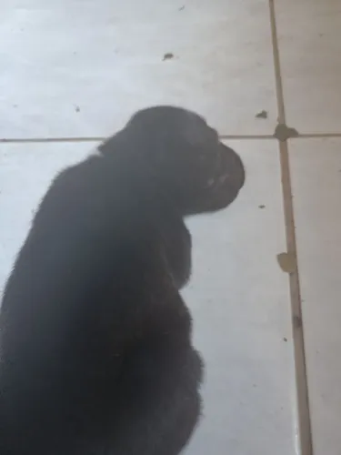 Lindos Pitbull