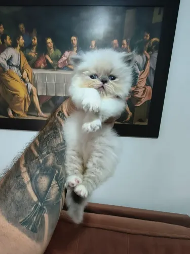 Filhote de gato Persa