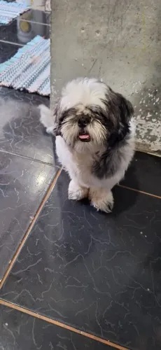 Shih tzu carinhosa 