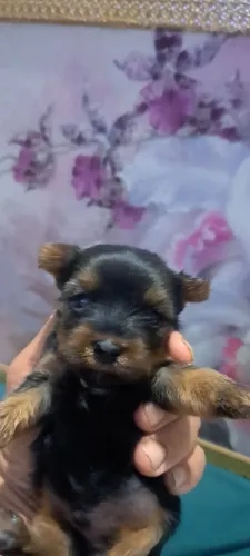 Cachorros 