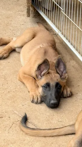 Pastor Belga Malinois - filhotes de guarda e proteção 