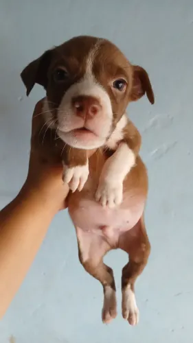 Vendo filhotes de Pit Bull Rede Nose! Fêmea 350,00_ Macho 250,00!