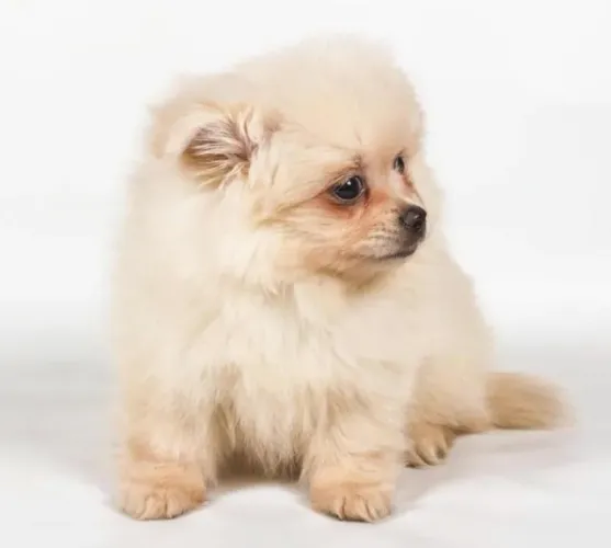 Spitz alemao mini disponivel 