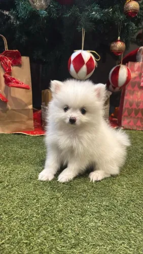Lulu da Pomerânia simplesmente perfeito 
