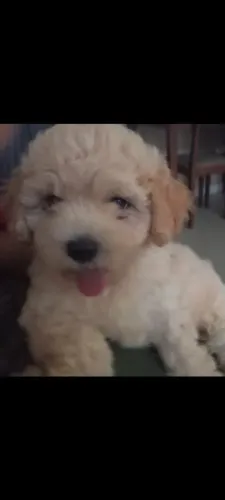Venda cachorro poodle
