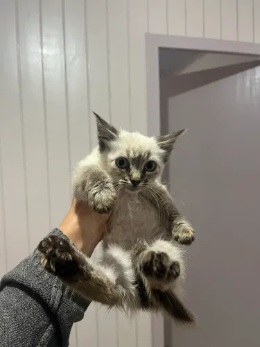 Gatinha para adoção