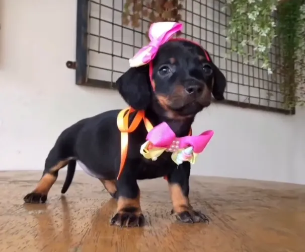 Basset fêmea