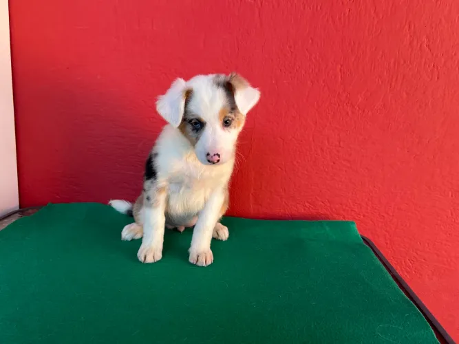 Border Collie fêmeas com pedigree 