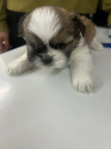Filhote shih tzu 