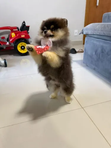 Spitz alemão macho (filhote)