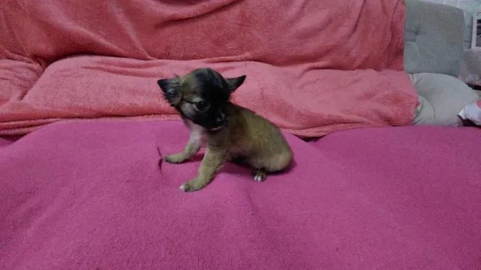 Chihuahua fêmea pelo longo