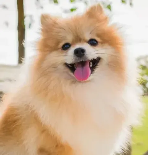 Lulu da Pomerânia