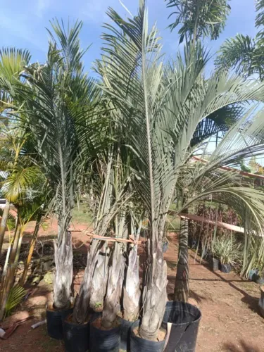 Palmeira Triangular 