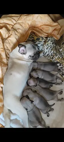 Filhotes de Pug