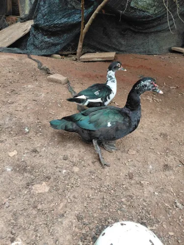 Casal de pato