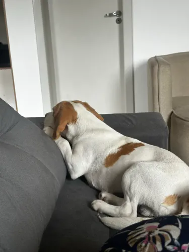 Vende-se Beagle