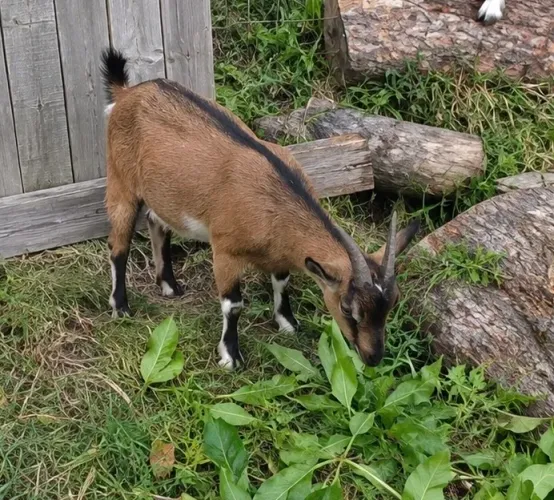 MINI CABRA PRENHA