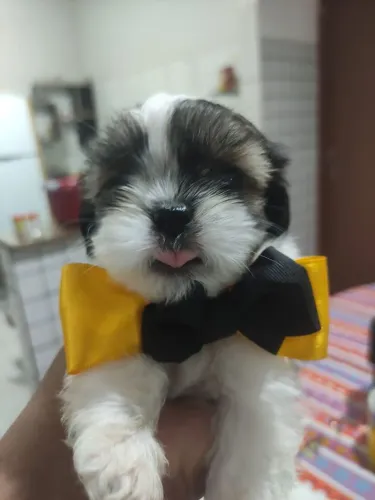 Vende se lindos filhotes de shih tzu