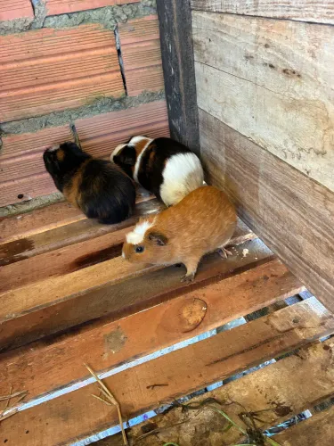 Porquinho da índia