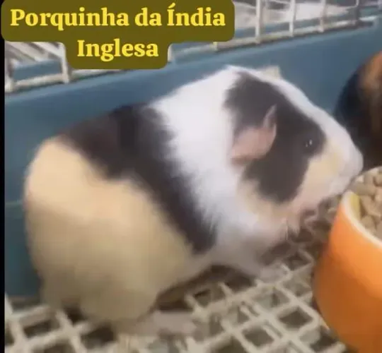 Porquinho da Índia